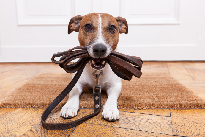 bigstock-Dog-Leather-Leash-54578366
